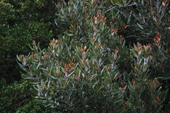 Aextoxicon punctatum