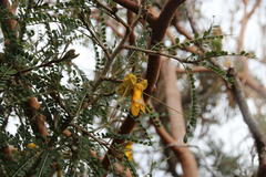 Sophora cassioides