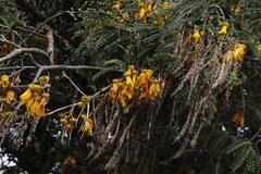 Sophora cassioides