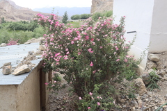 Korschinskii rose (Rosa korschinskiana)