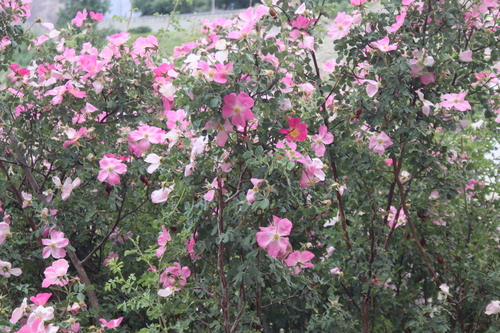 Rosa webbiana, photograph 5