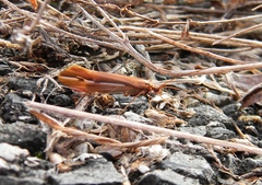 Psychoglypha