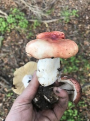 Russula californiensis