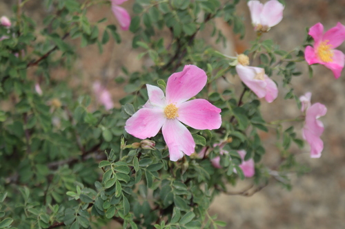 Rosa webbiana, photograph 4