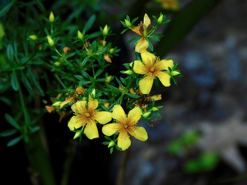 Hypericum galioides Lam.