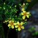 Bedstraw St. John's Wort - Photo (c) Michael J. Papay, some rights reserved (CC BY), uploaded by Michael J. Papay