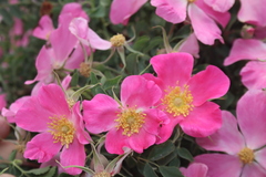 Rosa webbiana, photograph (c) Edmundas Greimas, some rights reserved (CC BY)
