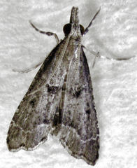 Diplopseustis perieresalis