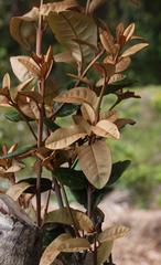 Aextoxicon punctatum