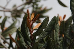 Aextoxicon punctatum