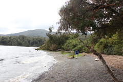 Aextoxicon punctatum