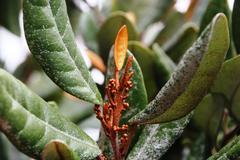 Aextoxicon punctatum