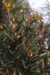 Aextoxicon punctatum