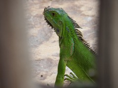 Iguana