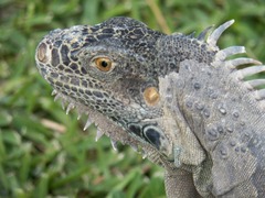 Iguana