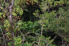 Fascicularia bicolor
