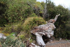 Fascicularia bicolor