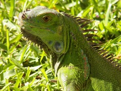 Iguana