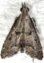 Diplopseustis perieresalis