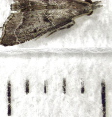 Diplopseustis perieresalis