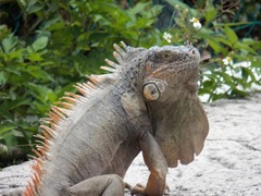 Iguana