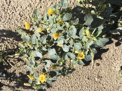 Physalis crassifolia