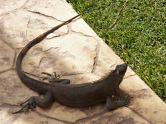 Iguana