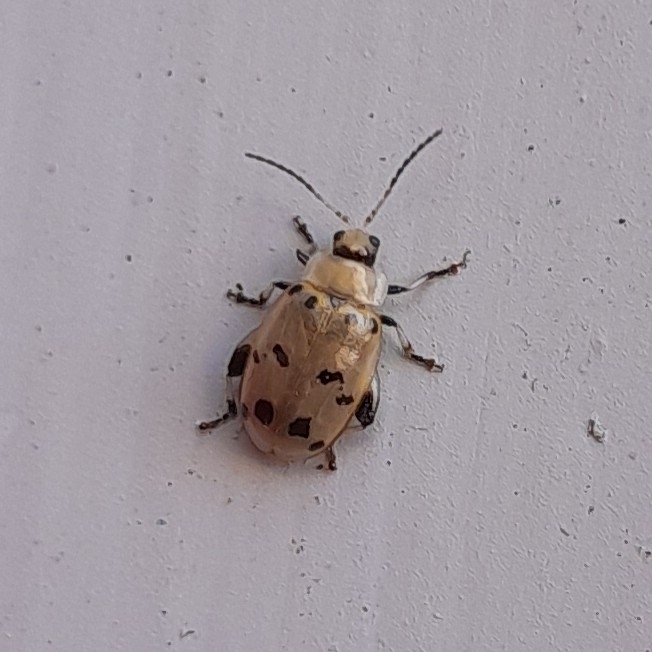 Walterianella fusconotata