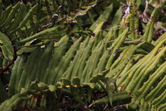 Blechnum chilense