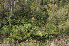 Blechnum chilense