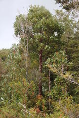 Luma apiculata
