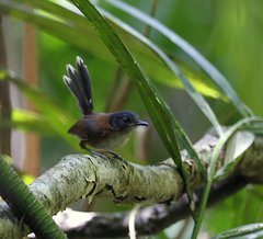 Malurus cyanocephalus