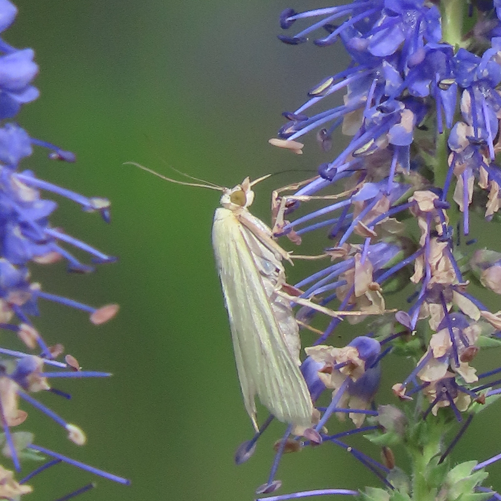 Carrot Seed Moth From Crystal Bay Lakeview Park Britannia Village   Large 