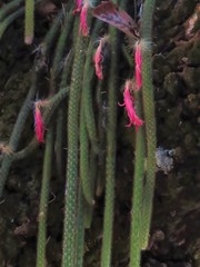 Aporocactus flagelliformis