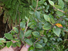 Cotoneaster simonsii