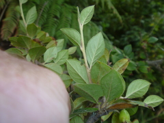Cotoneaster simonsii