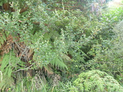 Cotoneaster simonsii