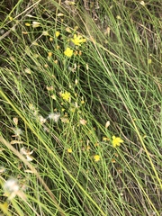 Eriospermum abyssinicum