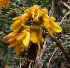 Sophora cassioides