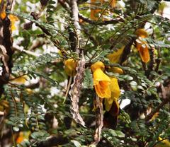 Sophora cassioides
