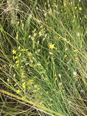 Eriospermum abyssinicum