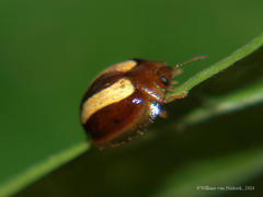 Hispostoma bivittatum