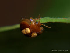 Hispostoma bivittatum