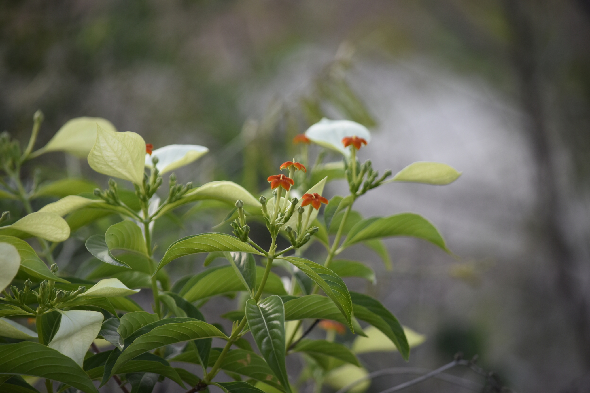 Mussaenda frondosa — ảnh 2