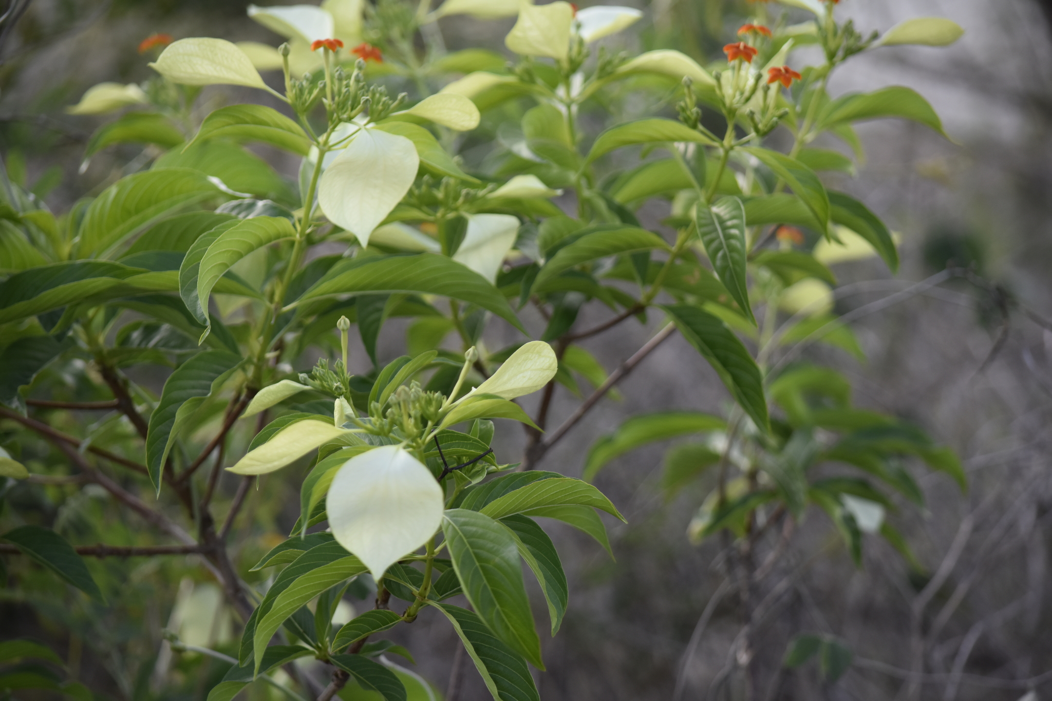 Mussaenda frondosa — ảnh 3