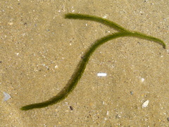 Caulerpa brownii