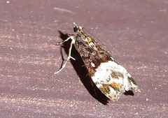 Scoparia minusculalis