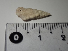 Cerithium eburneum
