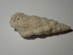 Cerithium eburneum