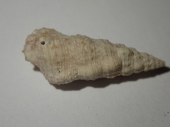 Cerithium eburneum